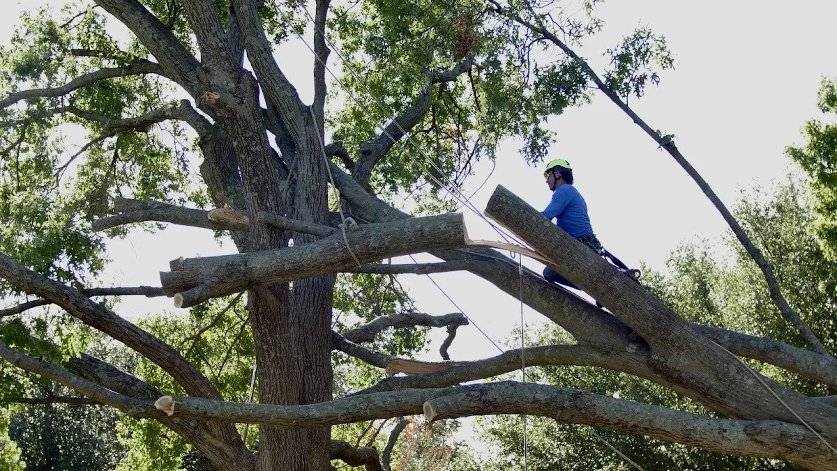 Professional Hazardous Tree Removal performed by certified arborists in Christopher