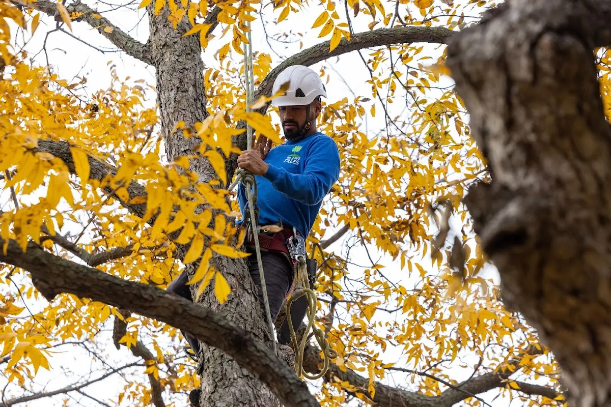 Skilled Tree Trimming crew working in Christopher